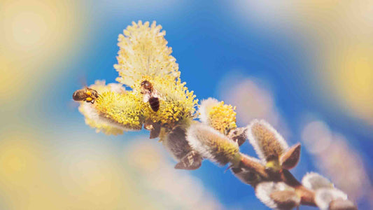 Tout savoir sur l’allergie au pollen